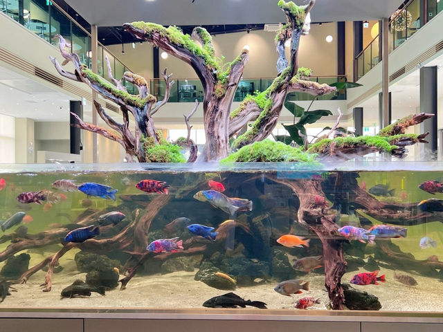 담양에 수족관 카페가 있다니 🐠