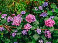 ไฮเดรนเยียบานแล้ว…ใจกลางเมืองฟุกุโอกะ🌿🌸