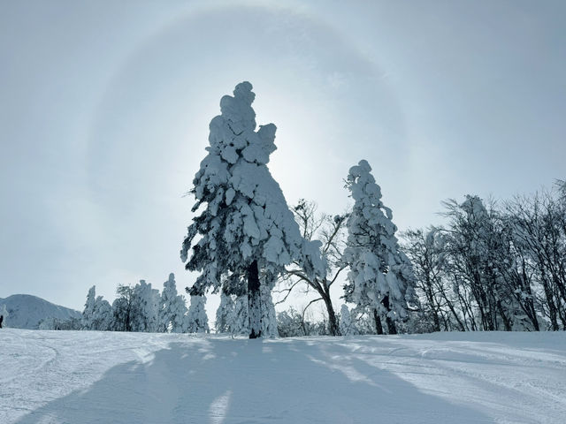 樹冰高原中的滑雪天堂❄️