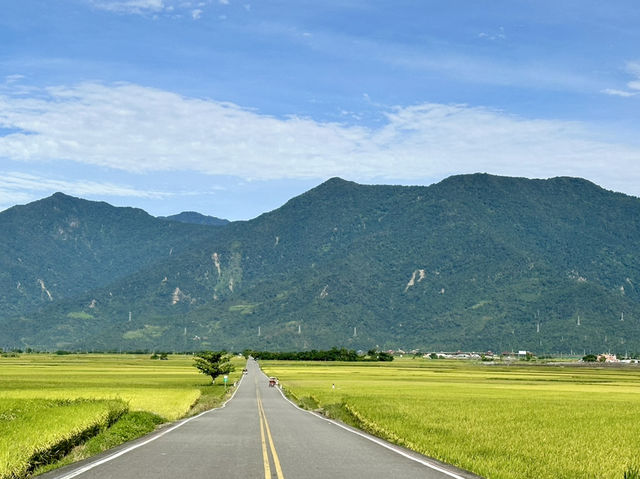 池上。金黃稻浪