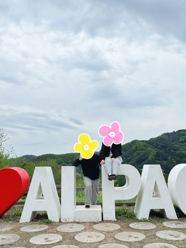  🦙 알파카월드 여행기  “귀여움 폭발! 알파카와 눈맞춤한 힐링 여행 코스”