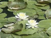 【異国の森で花と癒しの散歩🌿レッドヒル ヒーサーの森】