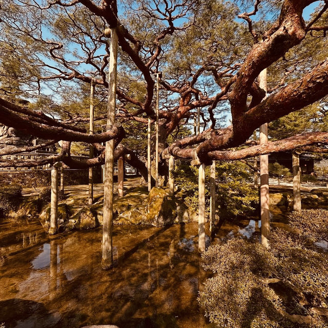 🏯 Kanazawa Castle Summer Survival Guide** *"Where stone walls stay cool and gold leaf shimmers in t
