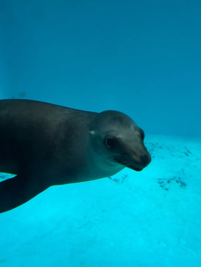 【城崎マリンワールド】海とつながる体験型水族館で、感動のひとときを🐟🎣
