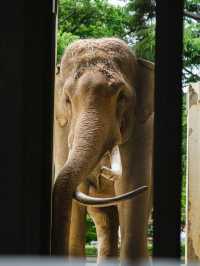 【神戸市立王子動物園】パンダもレトロ遊園地も！家族もカップルも楽しめる癒しスポット🐾🎡