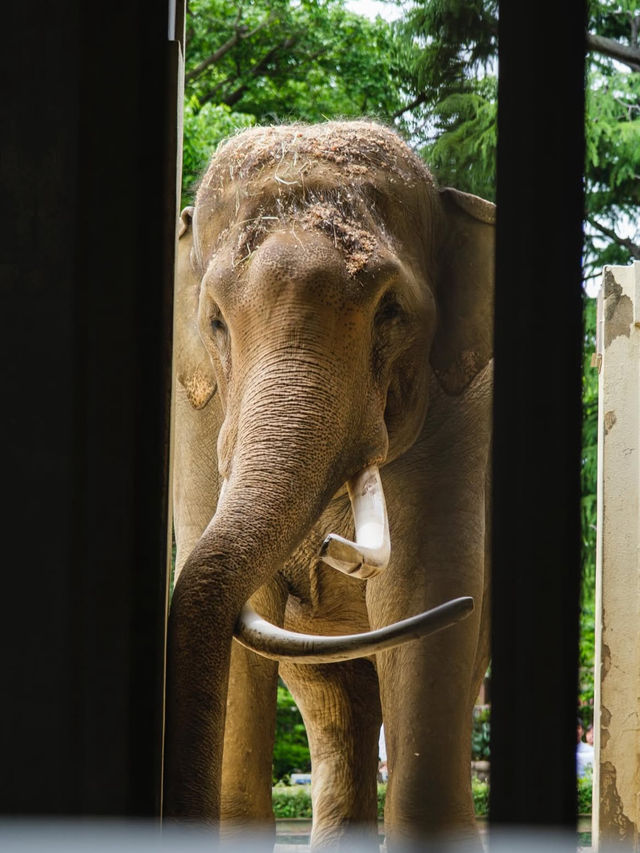 【神戸市立王子動物園】パンダもレトロ遊園地も！家族もカップルも楽しめる癒しスポット🐾🎡