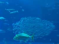 🐠 Dive into Wonder at Okinawa Churaumi Aquarium