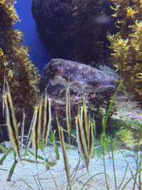 沖繩｜再遠都值得跑一趟 美麗海水族館的黑潮之美