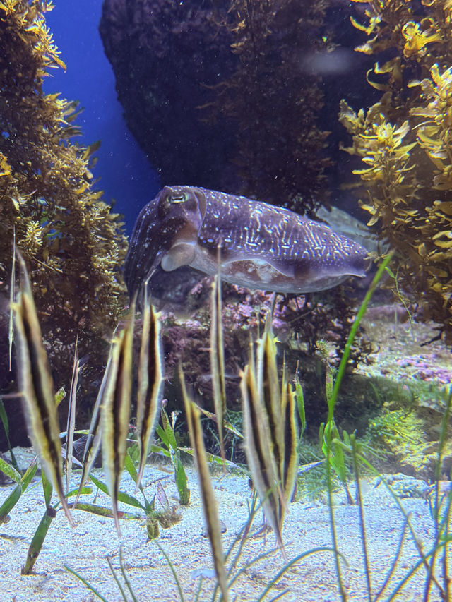 沖繩｜再遠都值得跑一趟 美麗海水族館的黑潮之美