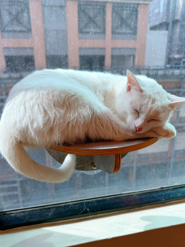 隱世高質貓cafe❤️