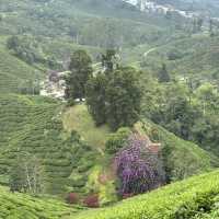 unique experience in a tea plantation & less crowd too!