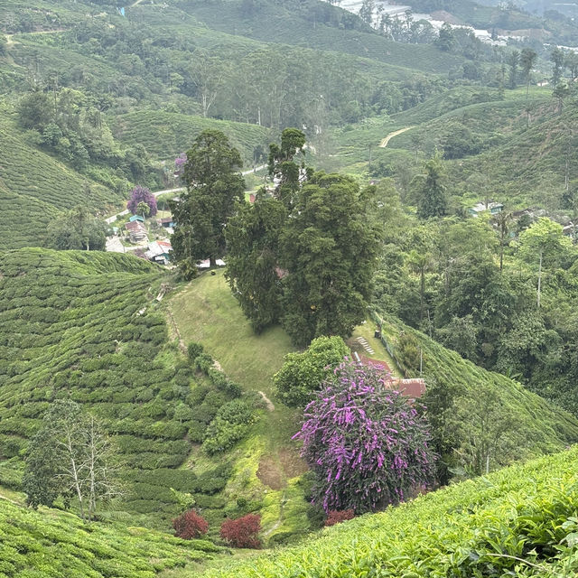 unique experience in a tea plantation & less crowd too!