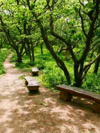 Got Lost in Gombaeryeong Forest and Honestly, I’m Not Even Mad 