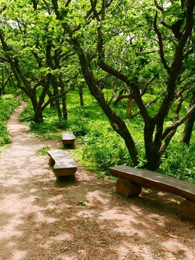 Got Lost in Gombaeryeong Forest and Honestly, I’m Not Even Mad 