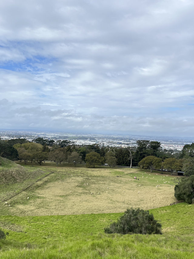 🌿奧克蘭小眾靜景｜One Tree Hill 一樹山｜在城市中心，遇見整個紐西蘭的靈魂