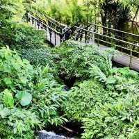 頂湖社區-草山瀑布-猴崁水圳步道-竹子湖歡樂行