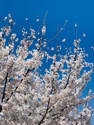Korea Daegu Cherry Blossoms