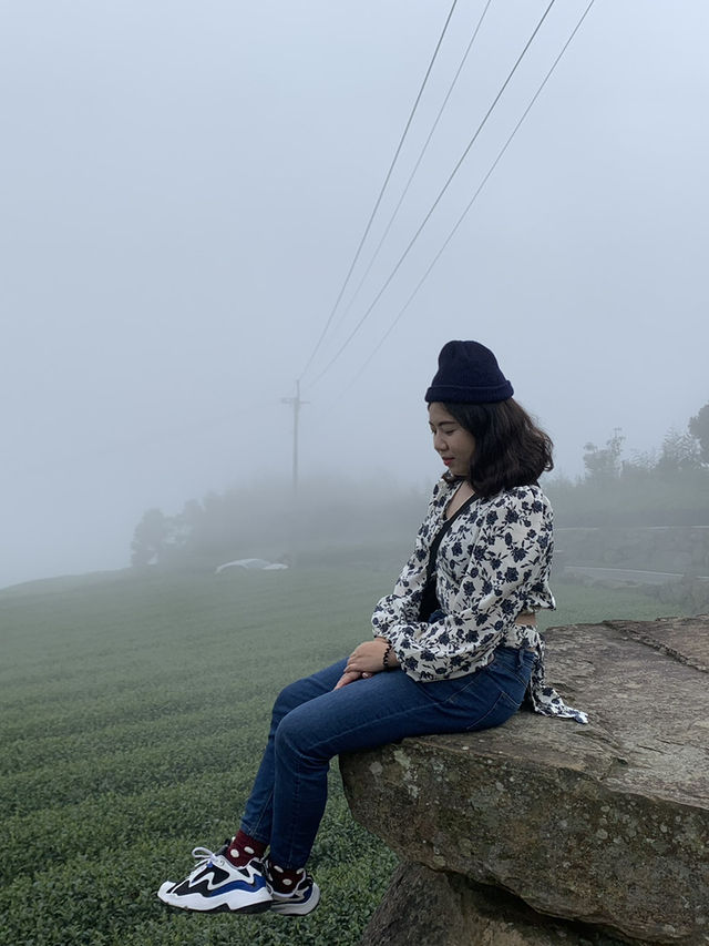 阿里山森林🌳被芬多精環繞的感覺真好！