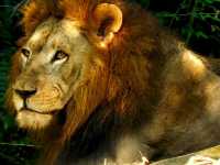 Mesmerizing Singapore Zoo! 