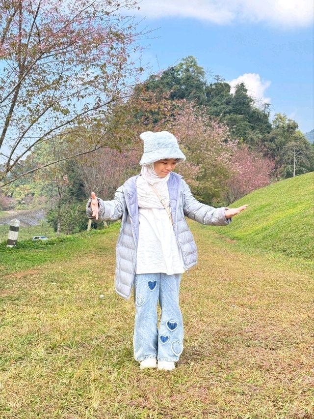 ดอกซารุระเมืองไทย ดอยอ่างขาง จ.เชียงใหม่