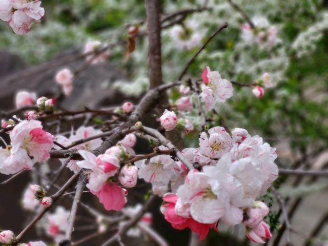神戶鬧區內的櫻花秘境/生田神社