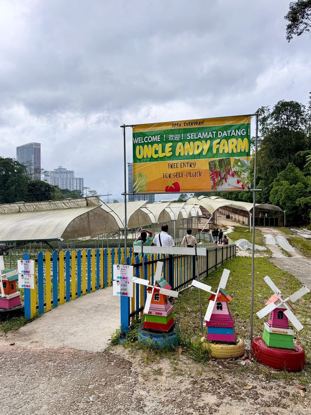 🚜 Uncle Andy Farm – Strawberry & More on the Way to Genting Highlands