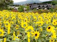 茨城花卉公園