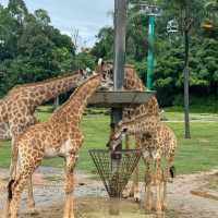 【中国/広州/長隆野生動物園】