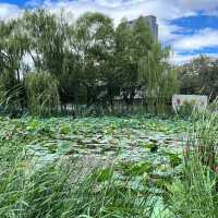  🌿 Exploring Hohhot’s Green Heart — Qingcheng Park (青城公园) 🌿