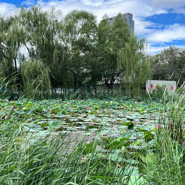  🌿 Exploring Hohhot’s Green Heart — Qingcheng Park (青城公园) 🌿
