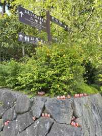 วัดดารุมะ Katsuoji temple