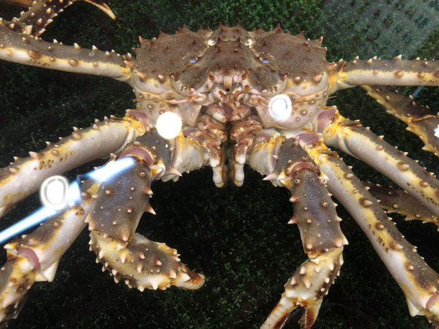 小樽のレトロな駅舎🚂と新鮮な海産物🦀🐚🐟 【とっても素敵🥰💖】