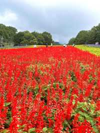 【群馬】 関東最大のラベンダー畑  