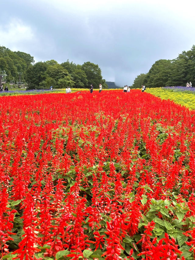 【群馬】 関東最大のラベンダー畑  
