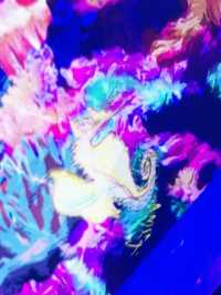 🌊✨【まるで夢の中】チームラボプラネッツ東京 DMM