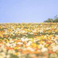 🌻🐄 *Hana Hiroba Farm (花ひろばファーム): A Flower-Filled Escape in Japan’s Countryside* 🌸🚜
