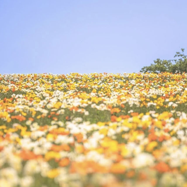 🌻🐄 *Hana Hiroba Farm (花ひろばファーム): A Flower-Filled Escape in Japan’s Countryside* 🌸🚜