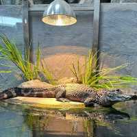Taipei Zoo with Kids and Grandparents: How We Explored Comfortably