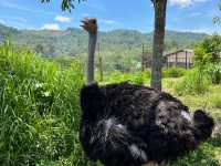 The Bentong Farm: Where Fruit Meets Fantasy