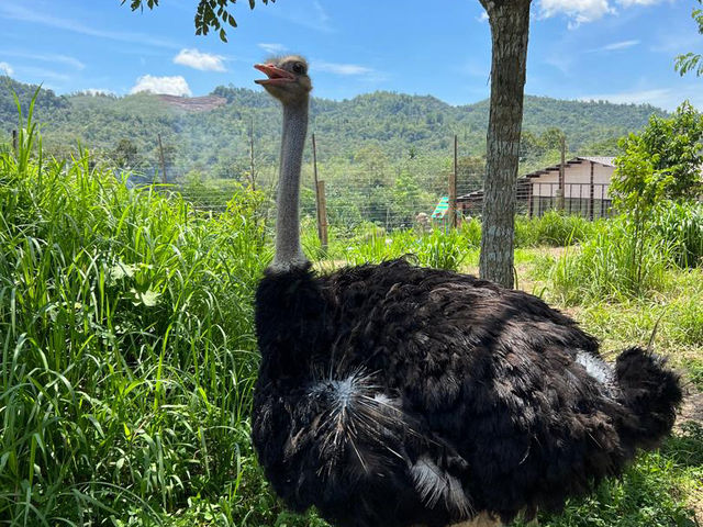The Bentong Farm: Where Fruit Meets Fantasy