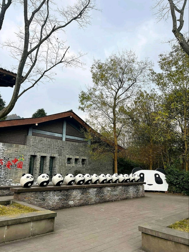 “Panda Paradise: Chengdu’s Living Conservation Garden”