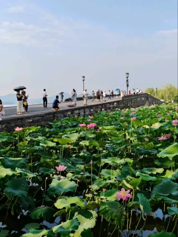 斷橋—早荷初綻之地