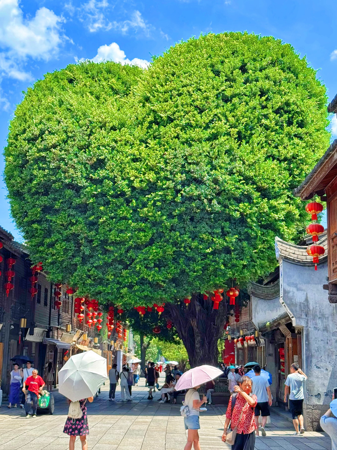 #chinatravel

✨ 一日遊指南

🌞 上午
• 漫步古巷，欣賞白牆灰瓦
• 參觀林則徐紀念館或其他歷史故居

☕️ 下午
• 品嚐當地小吃：福州魚丸、肉粽、芋頭糕
• 參觀販售手工藝品、書法作品和傳統服飾的文化店鋪

🌄 晚上
• 在茶館或屋頂咖啡廳放鬆身心
• 夜晚在燈火通明的小巷中悠閒漫步，拍照留念

#chinatravel #travelchina #china #travel #malaysiatochina #myitinerary #familytravel #chinatrip #福州 #fuzhou