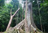 Taman Negara – Hanging Out with a 130-Million-Year-Old Legend