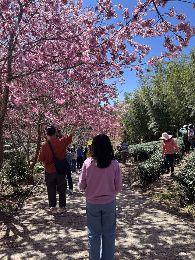 美人谷賞櫻🌸