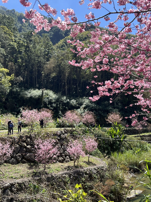 美人谷賞櫻🌸