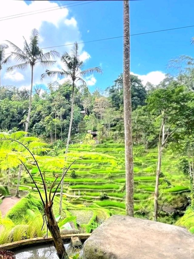 Discover the Charm of Ubud, Bali Discover the Charm of Ubud, Bali