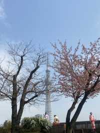 🇯🇵 โตเกียวแบบฮาๆ ของคนที่มาก่อนซากุระบานเต็มต้น