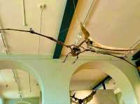 Lapworth Museum of Geology – A Journey Through Earth’s History