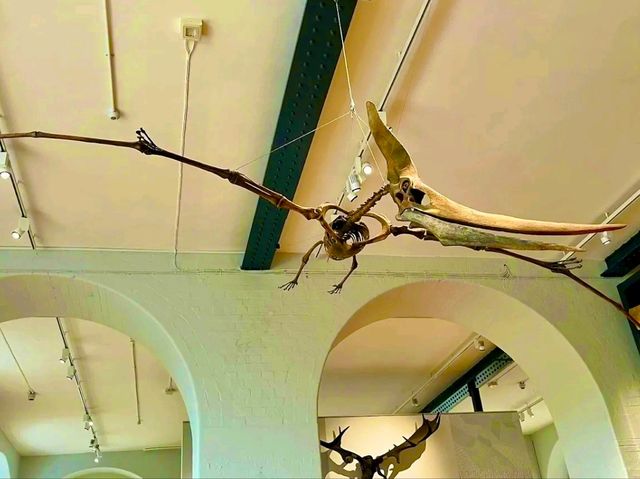 Lapworth Museum of Geology – A Journey Through Earth’s History